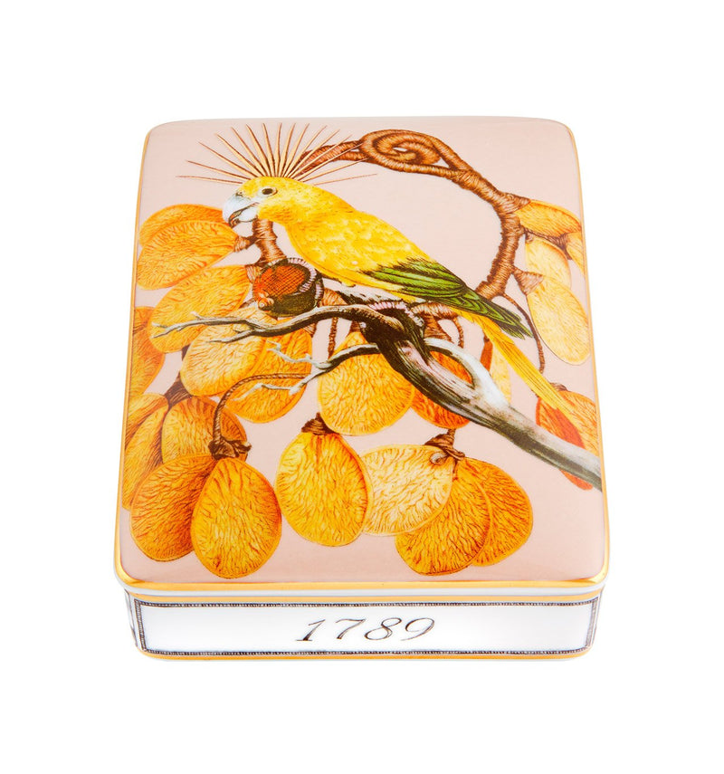 Amazonia - Card Box Lighter